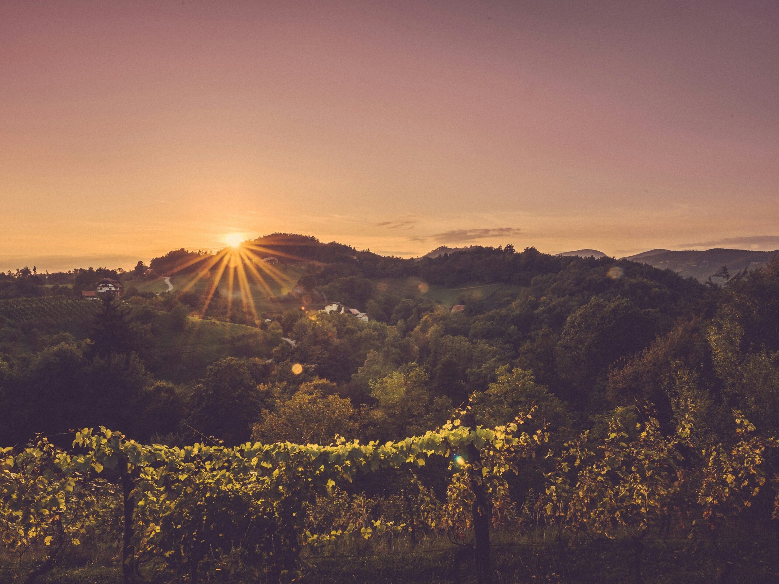 A Taste of Wine Wonderland: Exploring Vineyard Vistas